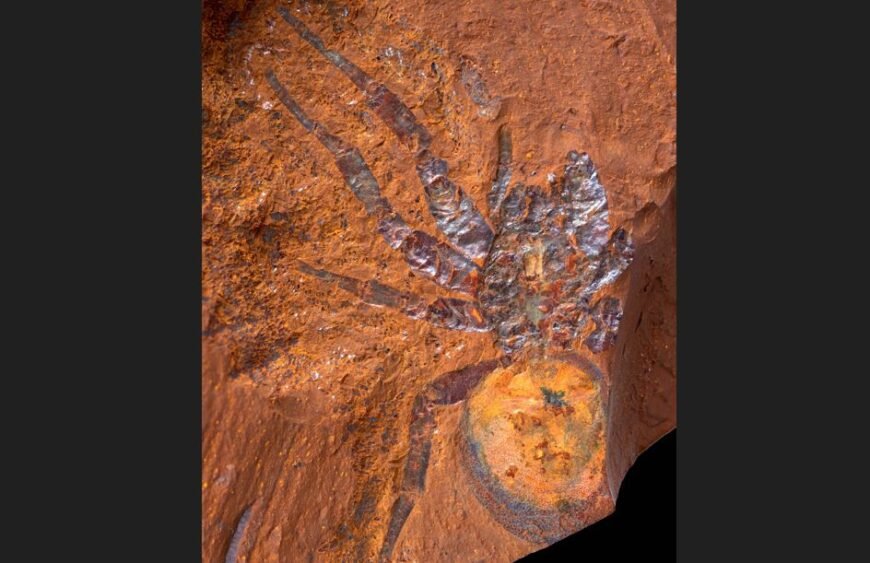 Giant Spider Fossil