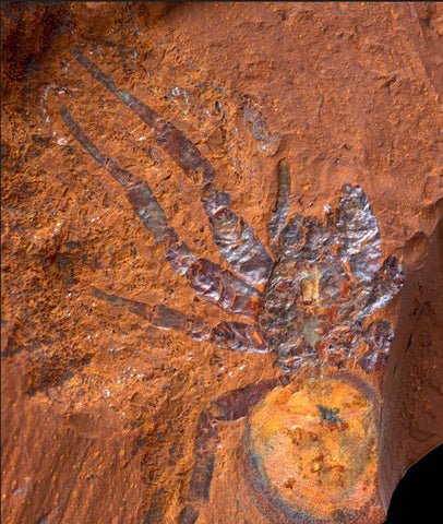 Megamonodontium Mccluskyi