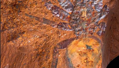The Discovery of the Fossil